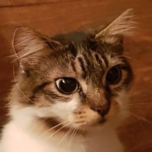 Meet your Posher, Paula